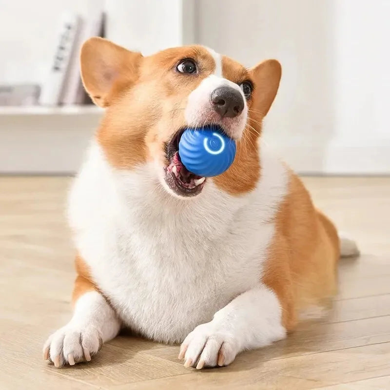PawMotion Smart Ball